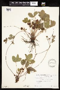 Fragaria virginiana image