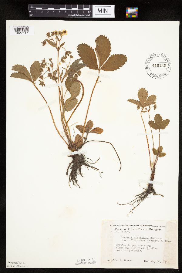 Fragaria virginiana image