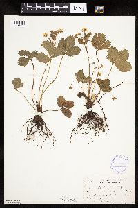 Fragaria virginiana image