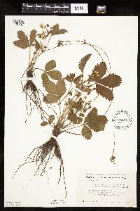 Fragaria virginiana image