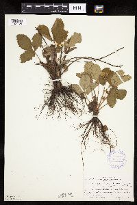 Fragaria virginiana image