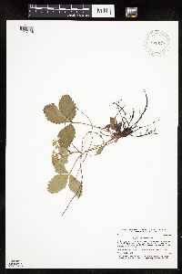 Fragaria virginiana image