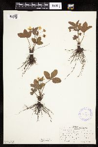 Fragaria virginiana image
