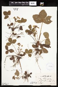 Fragaria virginiana image