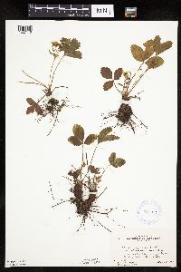 Fragaria virginiana image