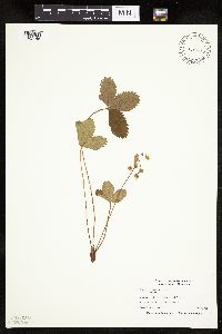 Fragaria virginiana image