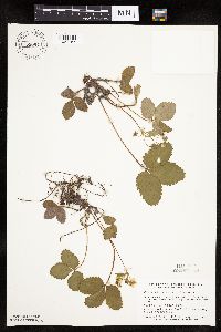 Fragaria virginiana image