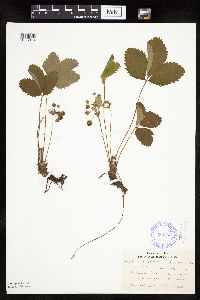 Fragaria virginiana image