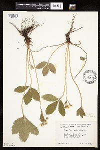 Fragaria virginiana image