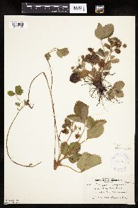 Fragaria virginiana image