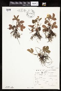 Fragaria virginiana image
