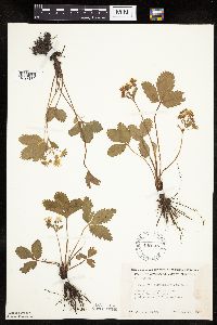 Fragaria virginiana image