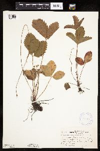 Fragaria virginiana image