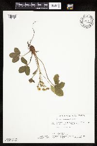 Fragaria virginiana image