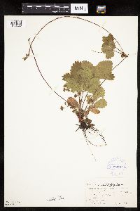 Fragaria virginiana image