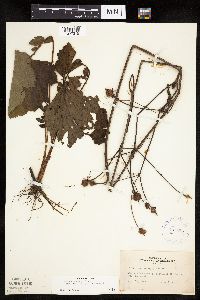 Image Associated With the Occurrence