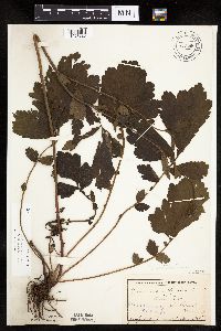 Image Associated With the Occurrence