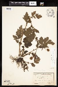 Image Associated With the Occurrence