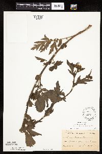 Image Associated With the Occurrence