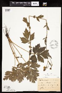 Image Associated With the Occurrence