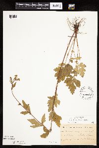 Image Associated With the Occurrence