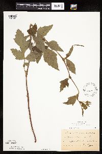 Image Associated With the Occurrence