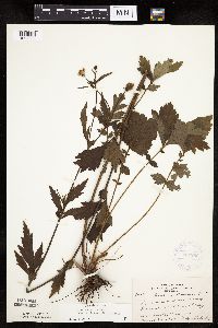 Image Associated With the Occurrence