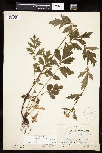 Image Associated With the Occurrence