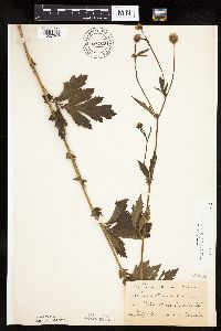 Image Associated With the Occurrence