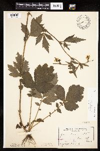 Image Associated With the Occurrence