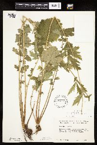 Image Associated With the Occurrence