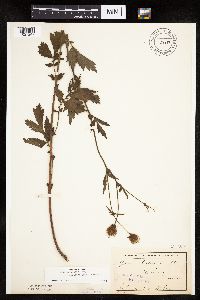 Image Associated With the Occurrence