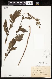 Image Associated With the Occurrence