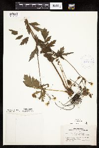 Image Associated With the Occurrence