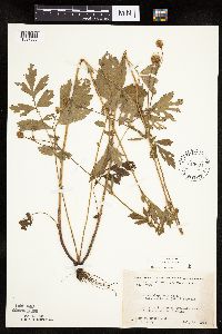 Image Associated With the Occurrence