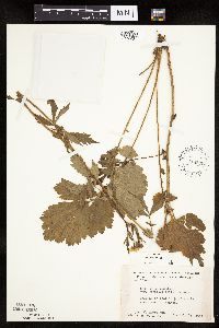 Image Associated With the Occurrence