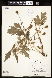 Image Associated With the Occurrence