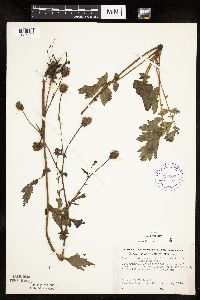 Image Associated With the Occurrence