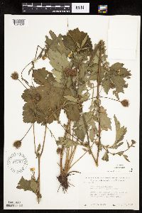 Image Associated With the Occurrence