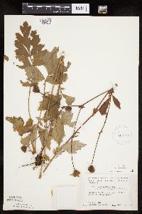 Image Associated With the Occurrence