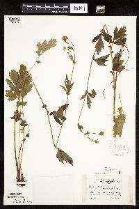 Image Associated With the Occurrence