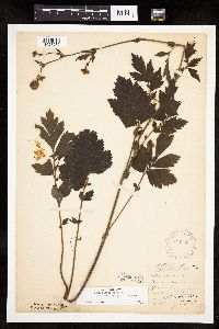 Image Associated With the Occurrence