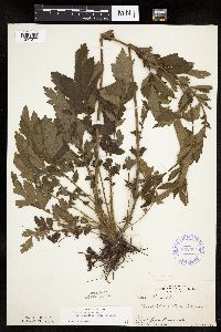 Image Associated With the Occurrence