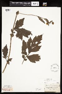 Image Associated With the Occurrence