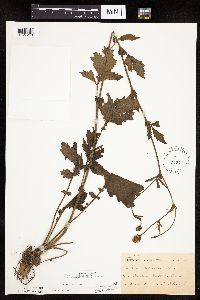 Image Associated With the Occurrence