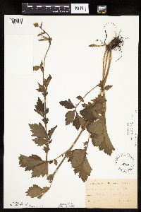 Image Associated With the Occurrence