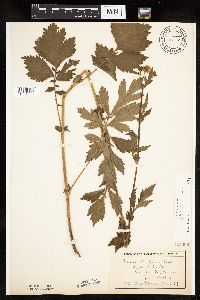 Image Associated With the Occurrence