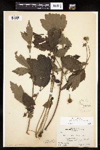 Image Associated With the Occurrence