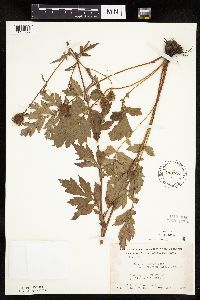 Image Associated With the Occurrence