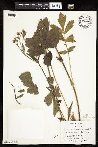 Image of Geum aleppicum